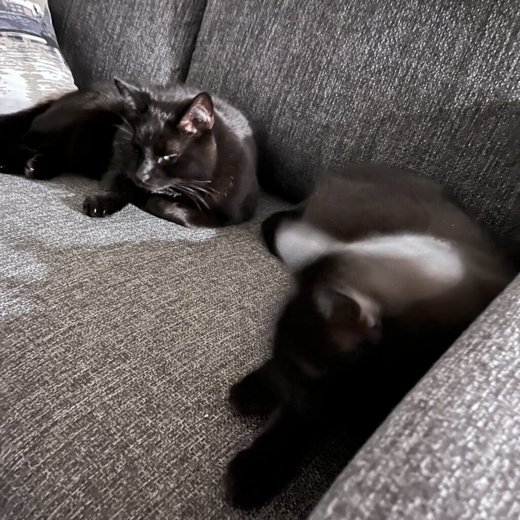 Album cover for “Miia Nieminen”