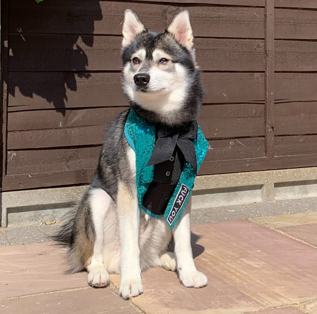 Album cover for “Cosmo”