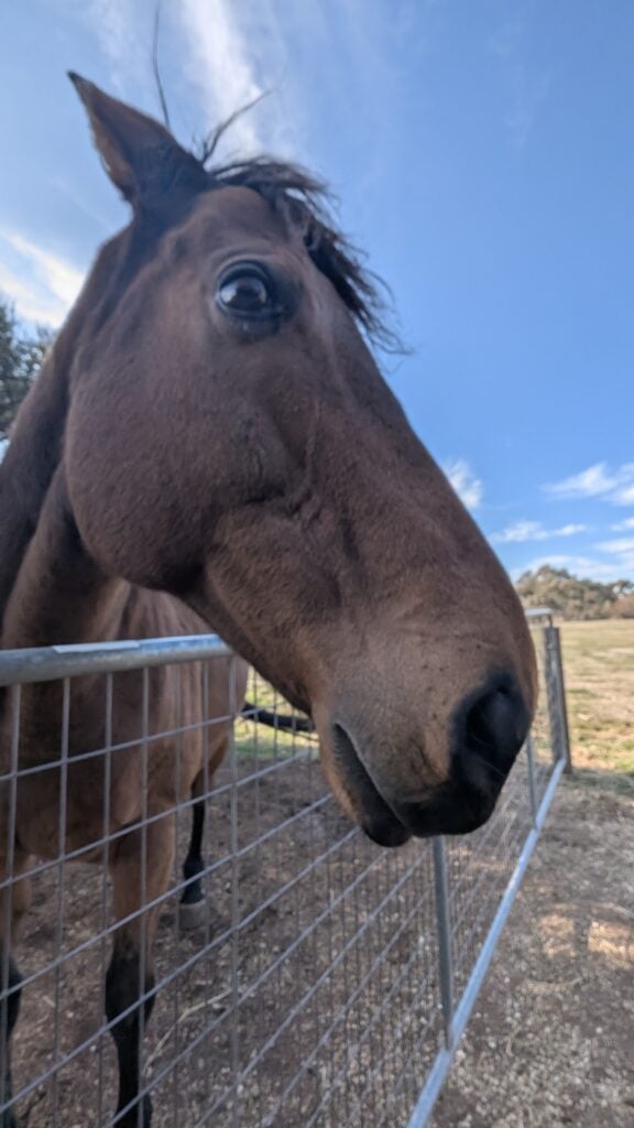 Album cover for “Dante”